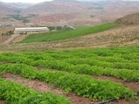 ۱۵هزارهکتارازاراضی کشاورزی زنجان به آبیاری تحت فشار نصب شده است