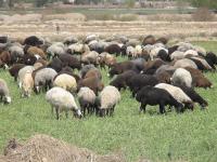 ۴۵ درصد جمعیت گونه های گوسفند افشاری در زنجان را خواهیم داشت