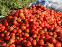 ۸۸ هزارتن محصول  گوجه فرنگی از مزارع شهرستان طارم  برداشت می شود
