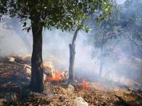آتش سوزی در جنگل «فندقلو» نمین/ بی‌احتیاطی حادثه آفرید