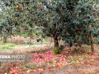 وزارت کشاورزی:

فیلم درختان قطع شده سیب مربوط به ایران نیست