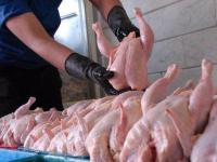 آغاز صادرات گوشت مرغ اردبیل به روسیه/بهداشت دام ارتقا یافته است