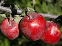 باغدار مشگین شهری رکورد برداشت سیب درختی را شکست