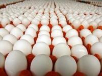 تولید سالانه ۱۱ هزار تن تخم مرغ در استان اردبیل