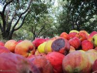 خرید ۵۰۰۰ تن سیب زیردرختی از باغداران آذربایجان غربی