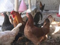 فروش مرغ زنده در اردبیل ادامه دارد/تضمینی برای سلامت گوشت نیست