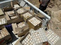 صادرات تخم‌مرغ نطفه‌دار اردبیل متوقف گردید