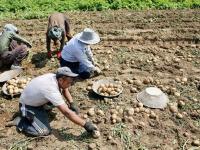 کشت پاییزه سیب‌زمینی در اردبیل توسعه یابد
