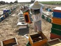 پایان طرح آمارگیری از کلنی های زنبورعسل در شهرستان نیر