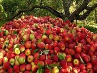 ۶۰ تن سیب از آذربایجان‌غربی به مناطق زلزله‌زده کرمانشاه ارسال شد