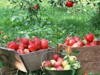 ۵۰ هزارتن سیب درختی از آذربایجان غربی به خارج کشور صادر شد