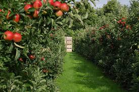 اهر سومین شهرستان تولیدکننده سیب / ضرورت ایجاد صنایع تبدیلی