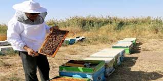 تولید سالانه ۱۵ هزار تن عسل در آذربایجان‌شرقی
