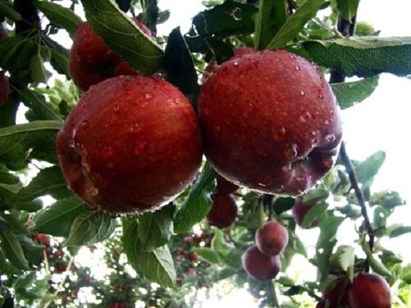 سیب‌هایی که بجای فروش در بازار شب عید ضایعاتی می‌شوند