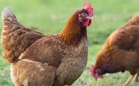 مرغ تبریز به تهران پر کشید/نقش پررنگ دلالان در کمبود مرغ