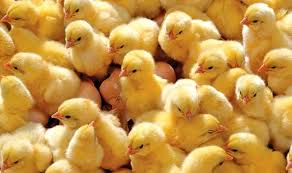 هشدار مرغداران به دولت/ قیمت جوجه کاهش نیابد، افت تولید قطعی است