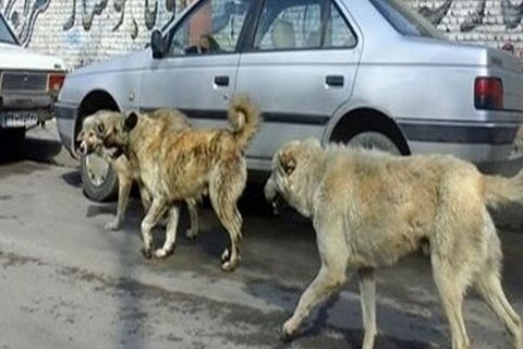 جنجال سگ‌کُشی در تبریز
