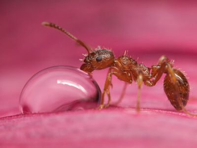 توانایی مورچه‌ها در تشخیص بیماری سرطان