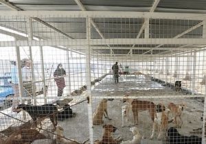 پناهگاه حیوانات شهرداری تبریز در مراحل پایانی ساخت است