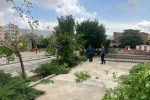 درختان پارک شمس‌تبریزی به کلانتر باغی انتقال یافته است
