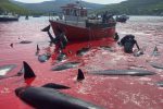 (ویدئو) سنت وحشیانه قتل‌عام نهنگ‌ها؛ آب دریا قرمز شد