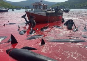 (ویدئو) سنت وحشیانه قتل‌عام نهنگ‌ها؛ آب دریا قرمز شد