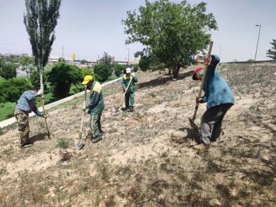 تداوم اجرای عملیات ایجاد و ترمیم تشتک پای درختان در سطح تبریز