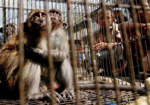 قاچاق حیوانات، تجارت سیاه پرسود و زجرآور