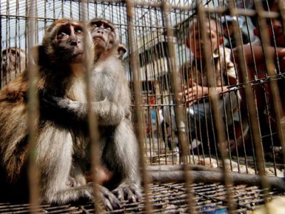 قاچاق حیوانات، تجارت سیاه پرسود و زجرآور