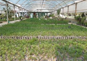 تولید ۹۹ هزار بوته گل در گلخانه‌های شهرداری منطقه ۱۰ تبریز
